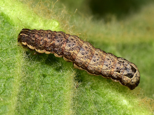 Lesser Yellow Underwing
