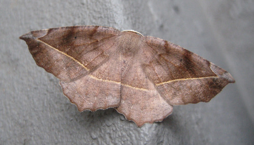 Curved-toothed Geometer Moth