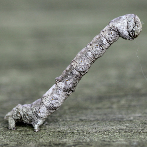 Curved-toothed Geometer Moth