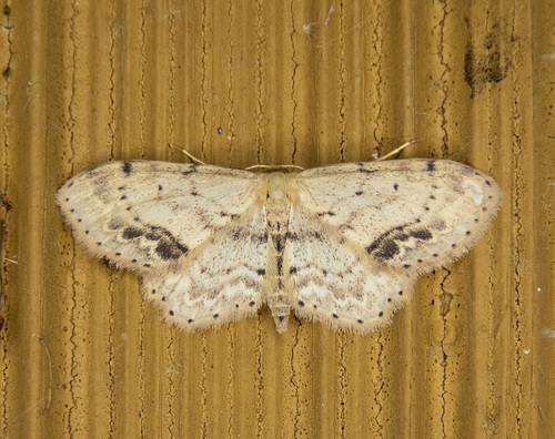 Single-dotted Wave