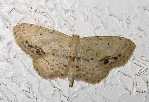 Single-dotted Wave