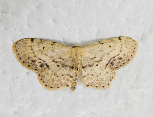 Single-dotted Wave