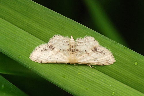 Single-dotted Wave