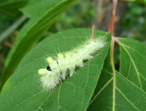 Pale Tussock Moth