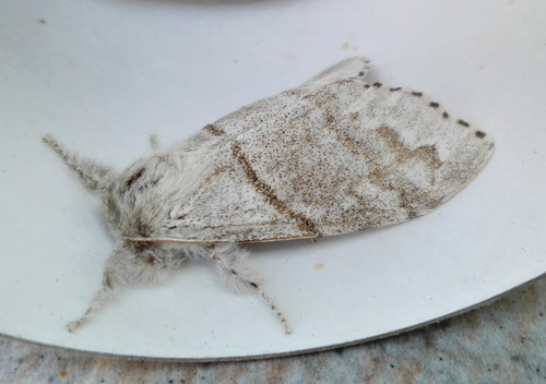 Pale Tussock Moth
