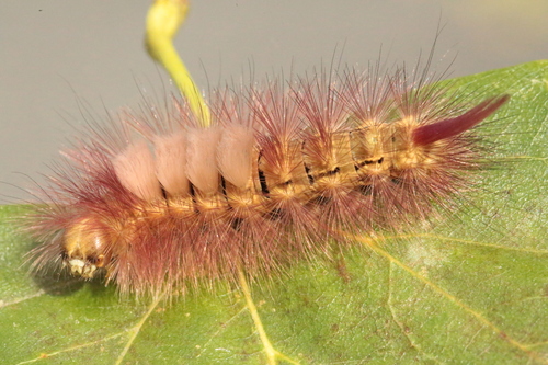 Pale Tussock Moth