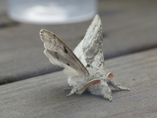 Pale Tussock Moth