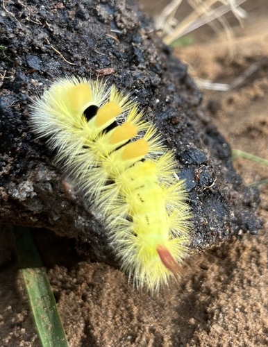 Pale Tussock Moth