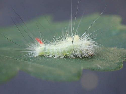 Pale Tussock Moth