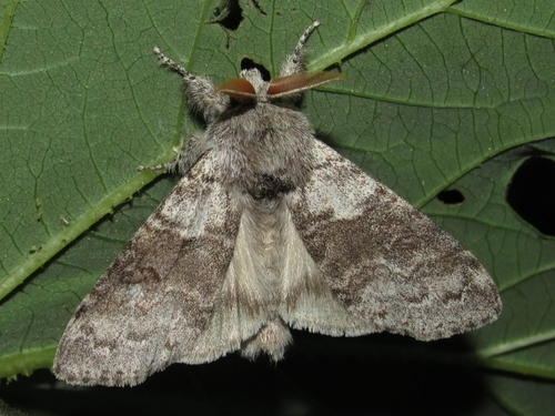 Pale Tussock Moth