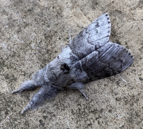 Pale Tussock Moth
