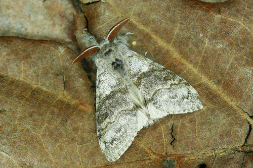 Pale Tussock Moth