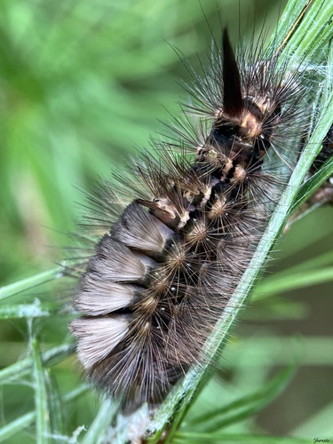 Pale Tussock Moth