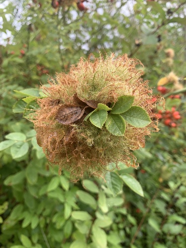 Mossy Rose Gall Wasp