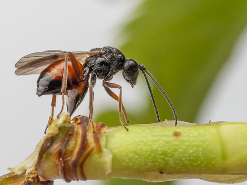Mossy Rose Gall Wasp