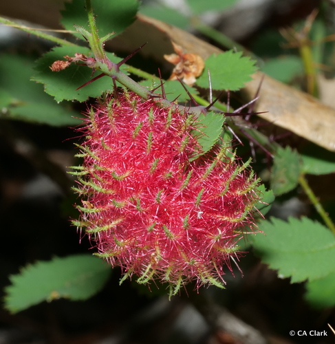 Mossy Rose Gall Wasp