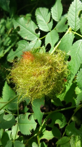 Mossy Rose Gall Wasp