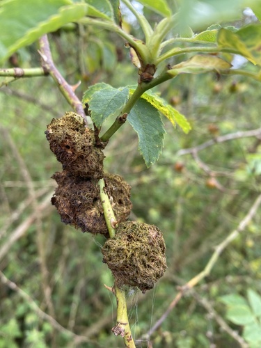 Mossy Rose Gall Wasp