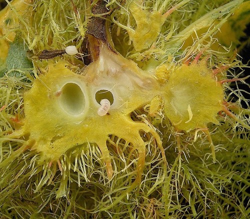 Mossy Rose Gall Wasp