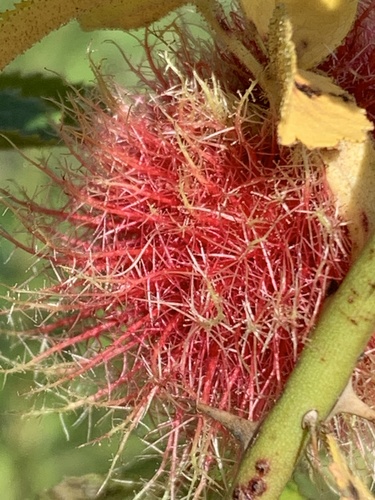 Mossy Rose Gall Wasp