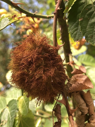 Mossy Rose Gall Wasp