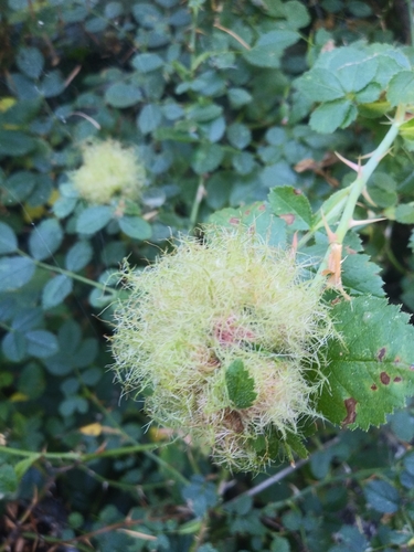 Mossy Rose Gall Wasp