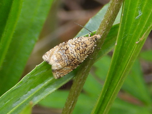 Common Marble