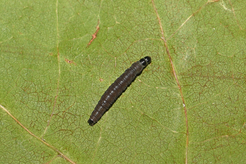 Common Marble