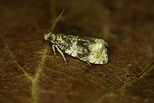 Common Marble
