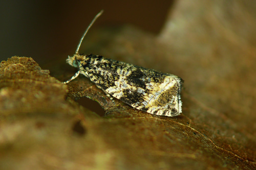 Common Marble
