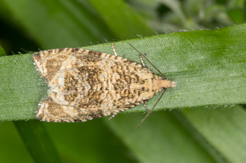 Common Marble