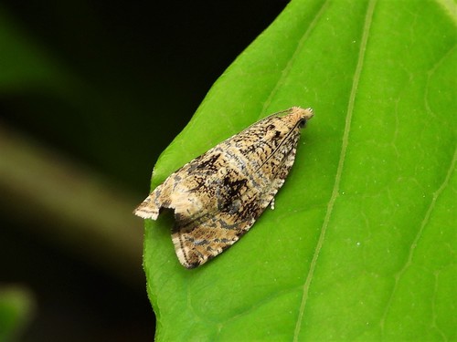 Common Marble