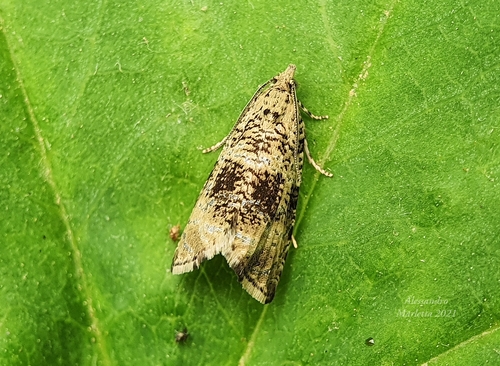 Common Marble
