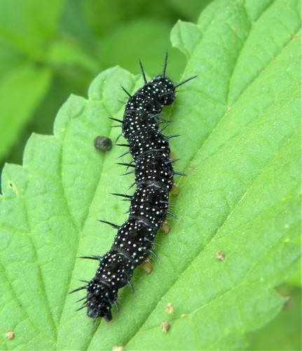 European Peacock Butterfly