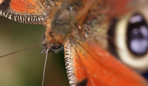 European Peacock Butterfly