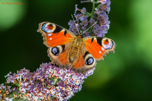 European Peacock Butterfly