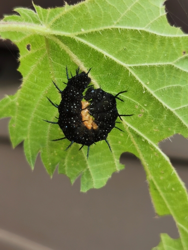 European Peacock Butterfly