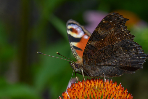 European Peacock Butterfly