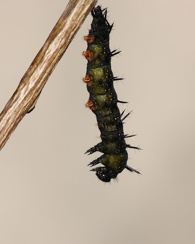 European Peacock Butterfly