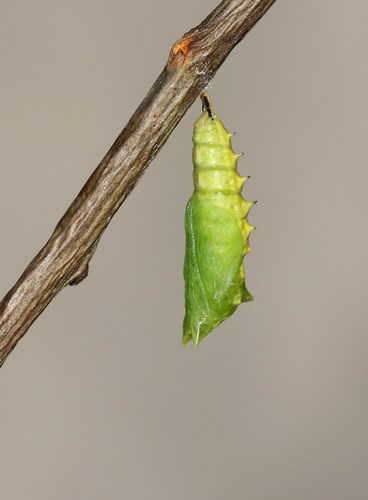 European Peacock Butterfly