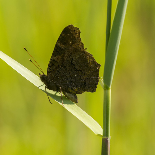 European Peacock Butterfly
