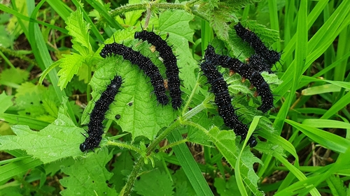 European Peacock Butterfly