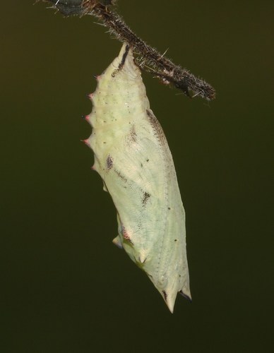 European Peacock Butterfly