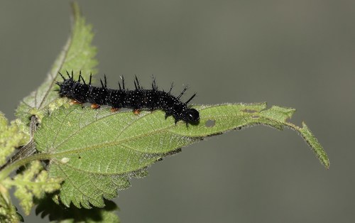 European Peacock Butterfly