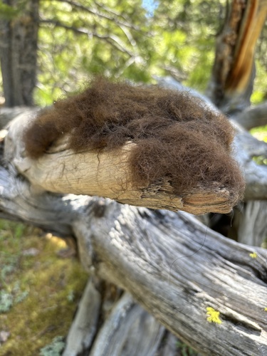 American Bison