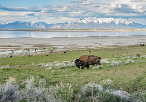 American Bison