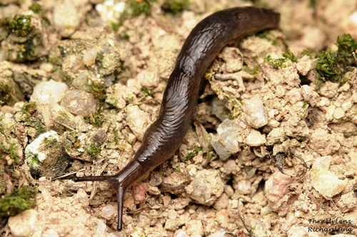 Meadow Slug
