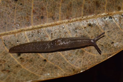 Meadow Slug