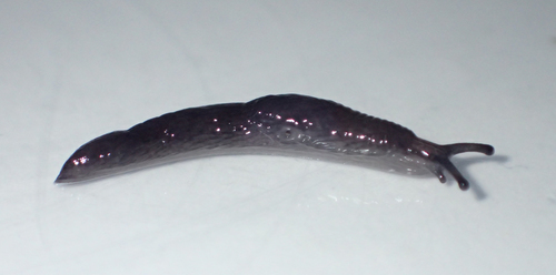 Meadow Slug