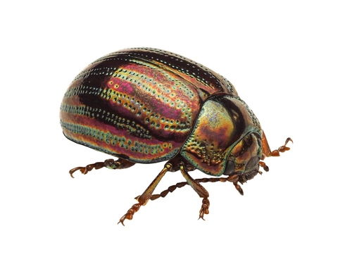 Rosemary Beetle